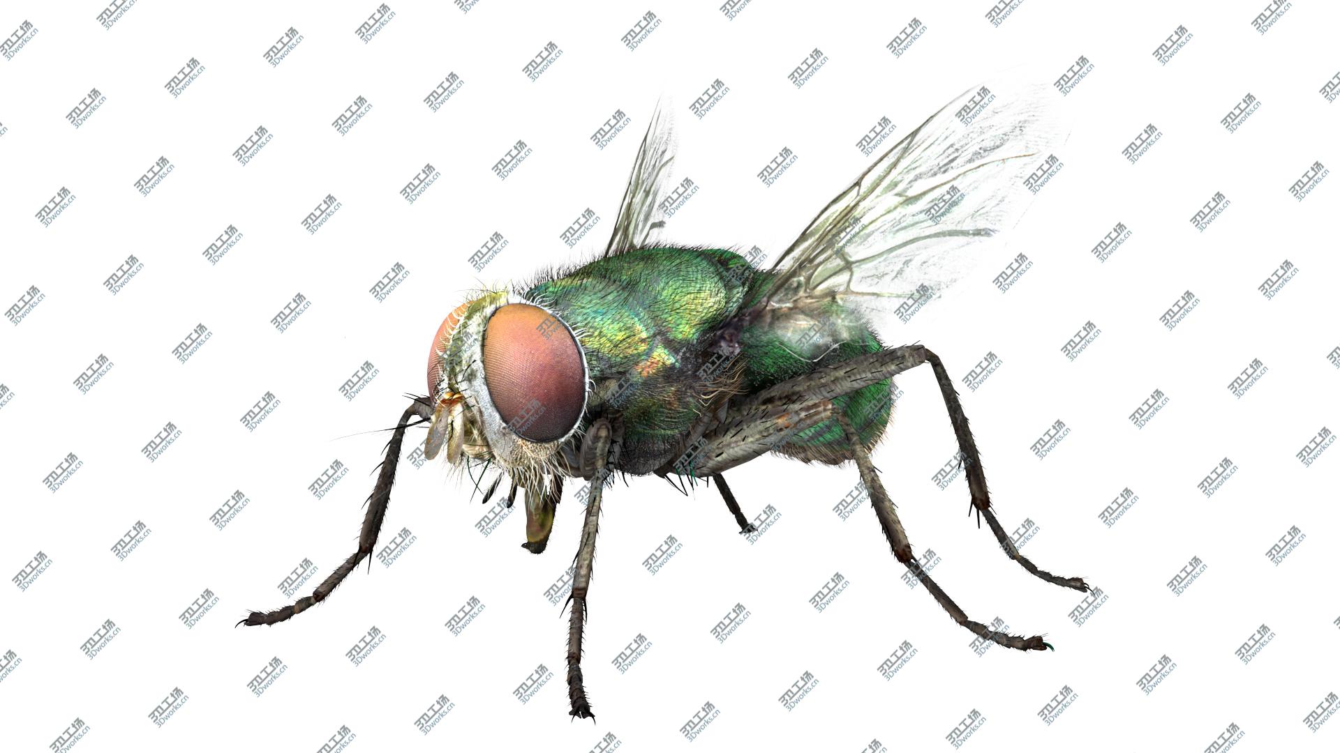 images/goods_img/2021040235/3D House Fly Bug/2.jpg